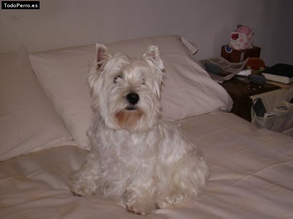 La foto del perro