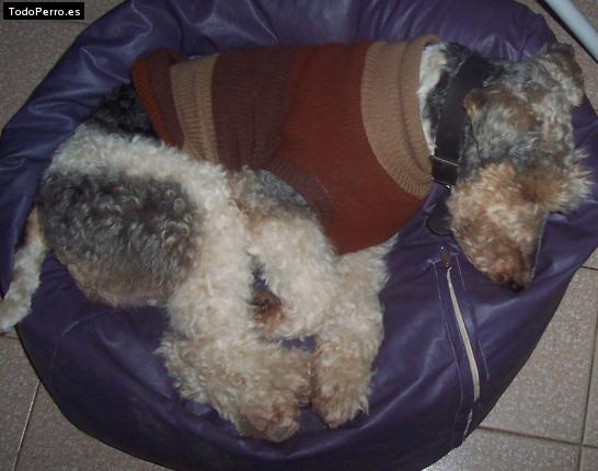 La foto del perro