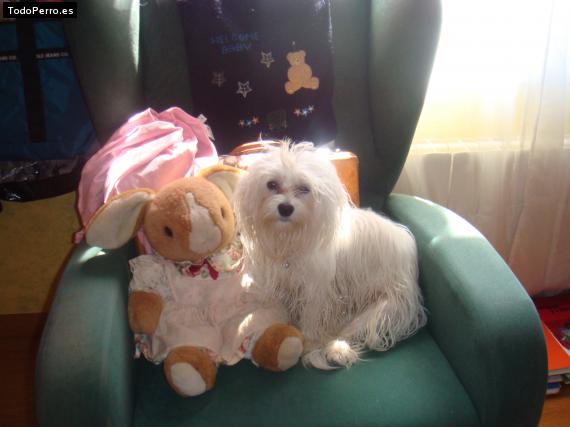 La foto del perro