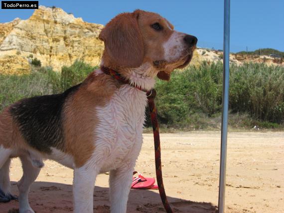La foto del perro