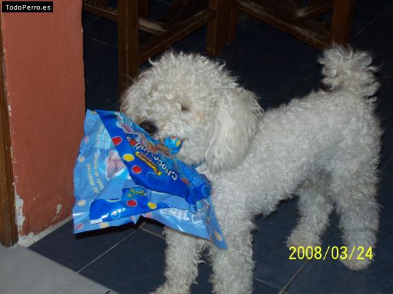 La foto del perro