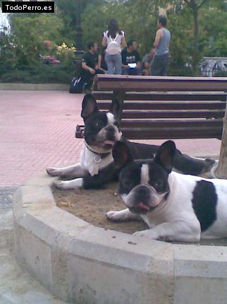 La foto del perro
