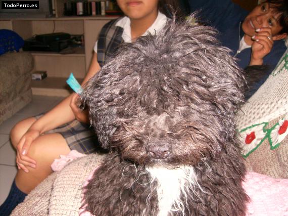 La foto del perro