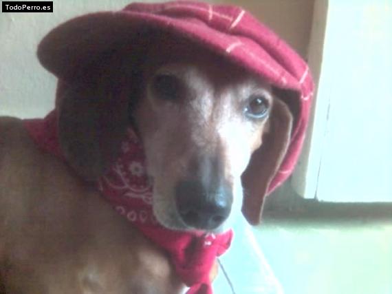 La foto del perro