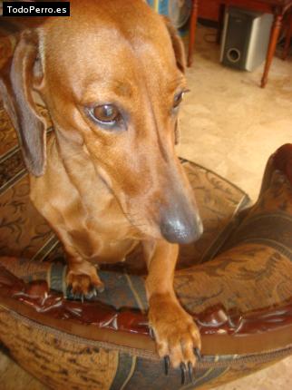La foto del perro