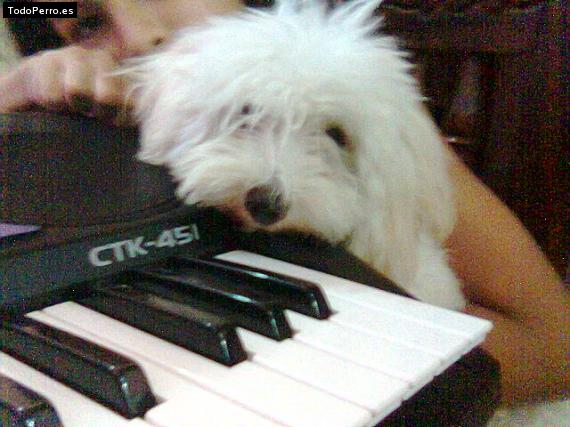 La foto del perro