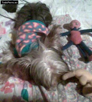 La foto del perro