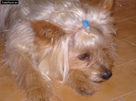 La foto del perro