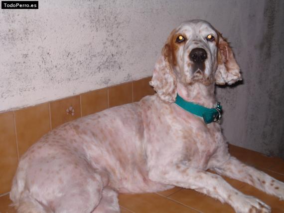 La foto del perro