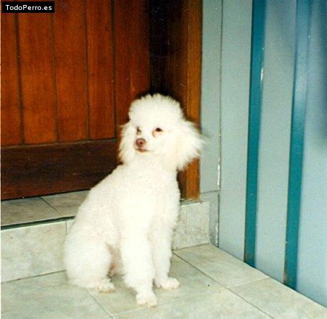 Foto del perro Jany