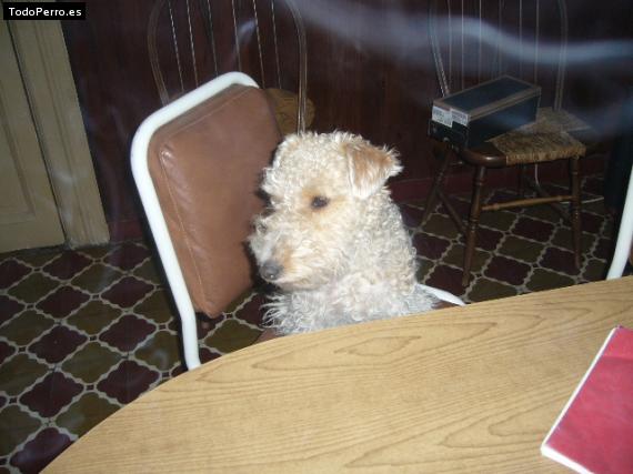 La foto del perro