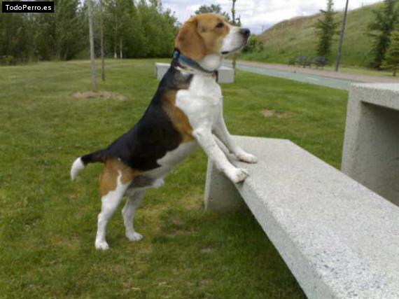 La foto del perro