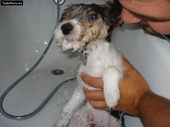 La foto del perro