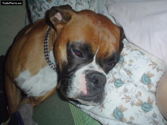 La foto del perro