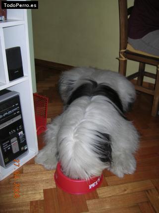 La foto del perro