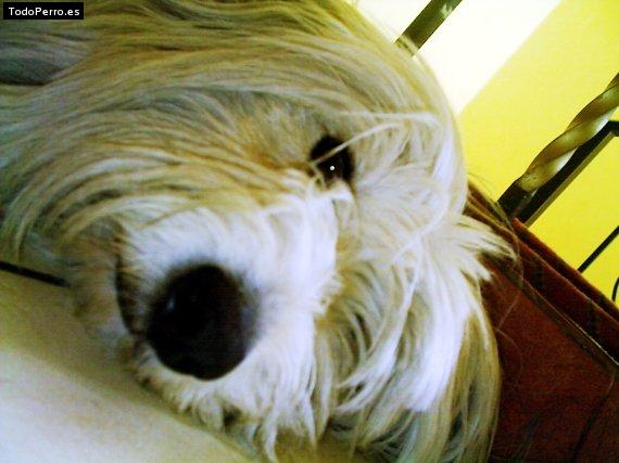 La foto del perro