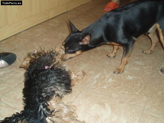 La foto del perro