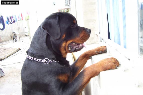 La foto del perro