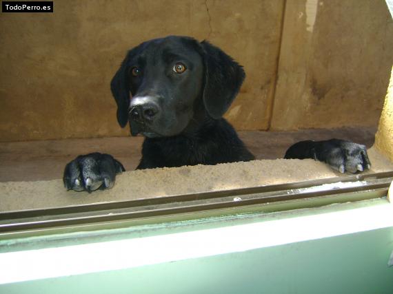 La foto del perro