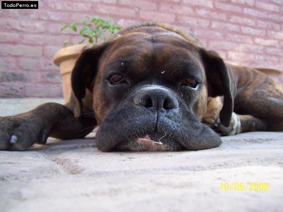 La foto del perro