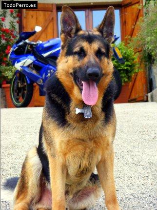 La foto del perro