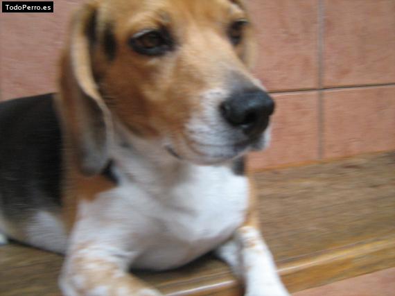 La foto del perro