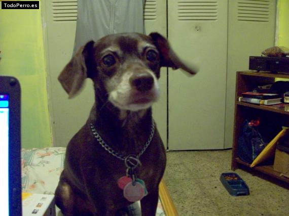 La foto del perro