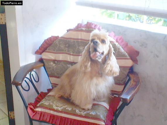 La foto del perro