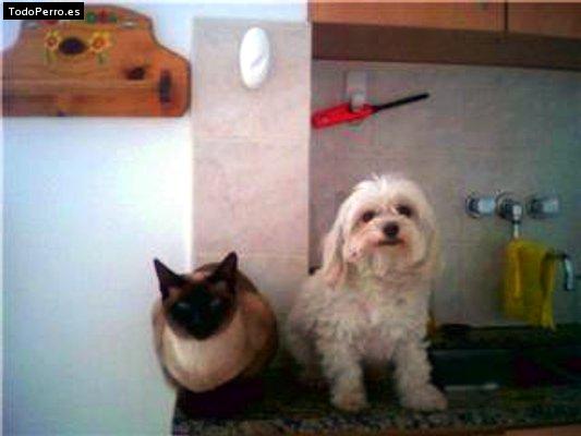 La foto del perro