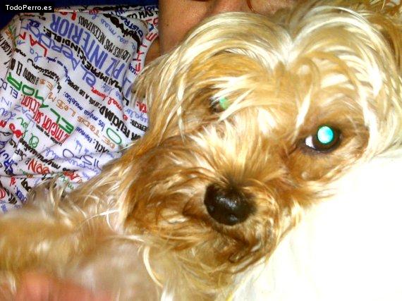 La foto del perro