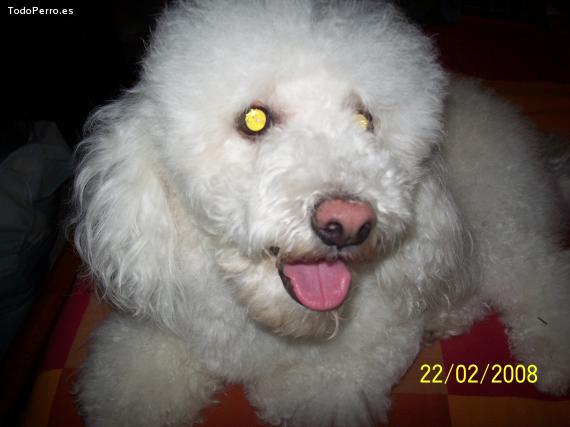 La foto del perro