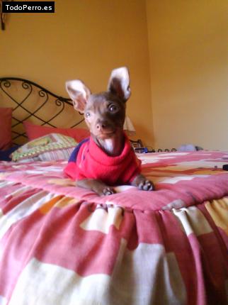 La foto del perro