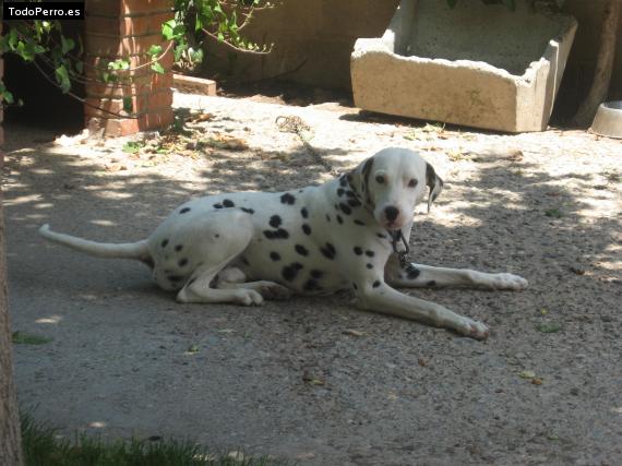 La foto del perro