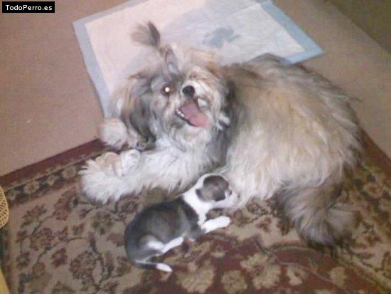 La foto del perro
