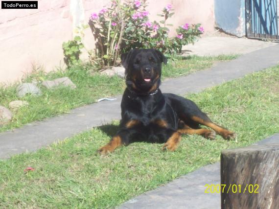 La foto del perro