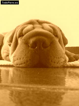 La foto del perro