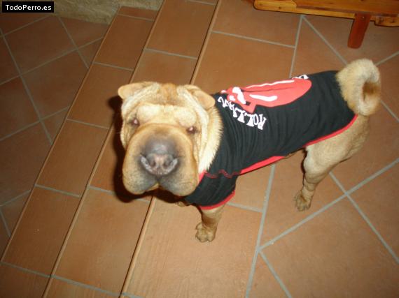 La foto del perro