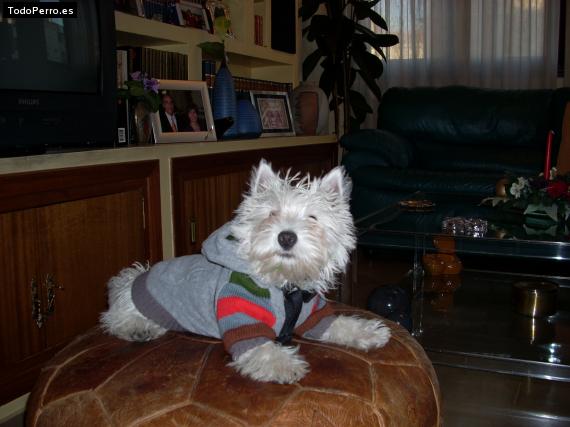 La foto del perro