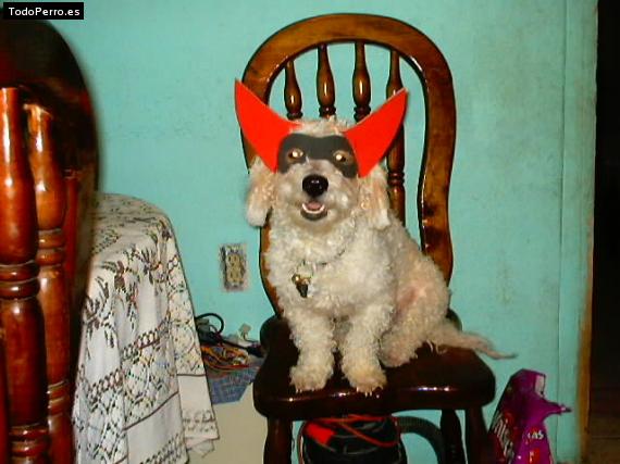 La foto del perro