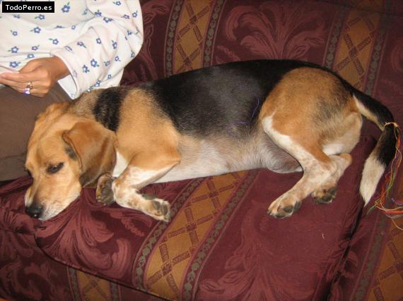 La foto del perro