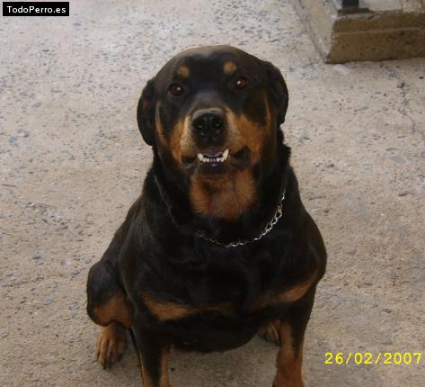 La foto del perro