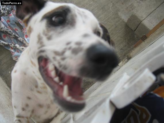 La foto del perro