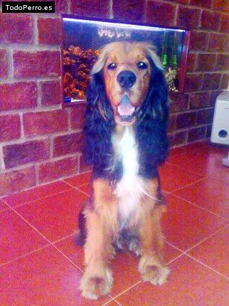 La foto del perro