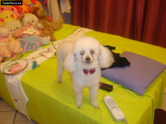 La foto del perro