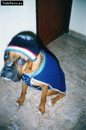 La foto del perro