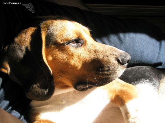 La foto del perro