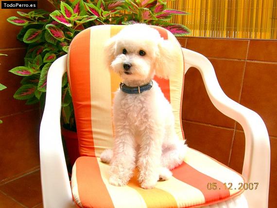 La foto del perro