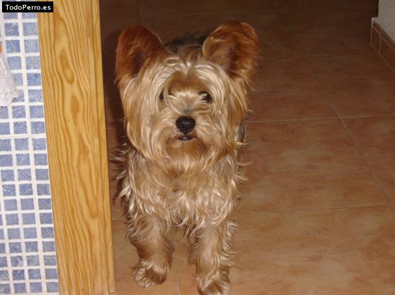 La foto del perro
