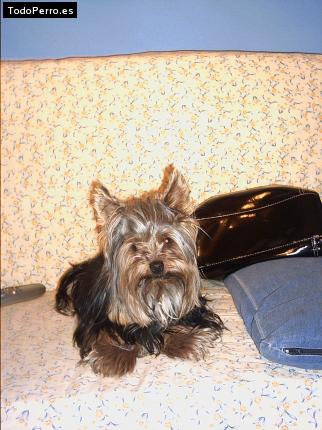 La foto del perro