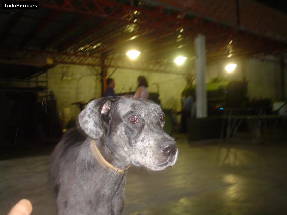 La foto del perro